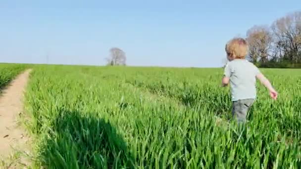 Little Blond Handsome Boy Run Fresh Spring Field — Video Stock
