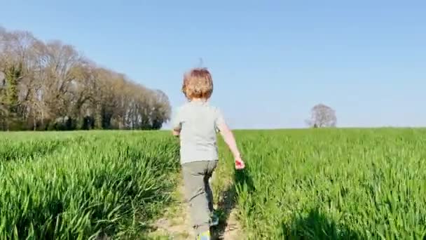 Little Blond Handsome Boy Run Fresh Spring Field — Stock video