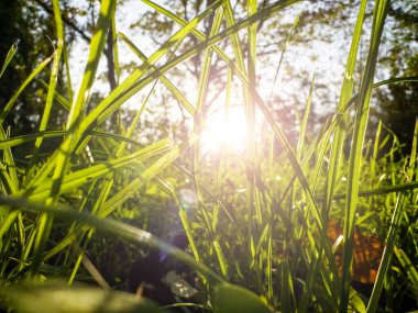 Kış mevsiminde bir parkın çimenlerindeki yeşil çimenlerin yakın görüntüsü. Gün batımının alevleriyle birlikte.