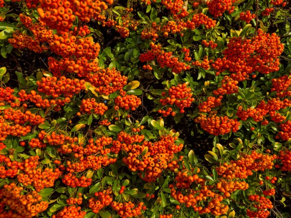 Große Gruppe Von Vogelbeeren Oder Pyracantha Rogersiana Feuerdorn Orangenbeeren Herbst — Stockfoto