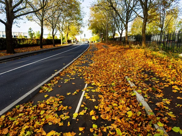 Bike lane covered with autumn orange and yellow leaves in the urban environment