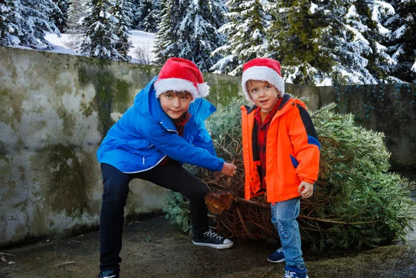 Два Счастливых Мальчика Шляпах Санты Зимнем Наряде Тянут Домой Рождественскую — стоковое фото