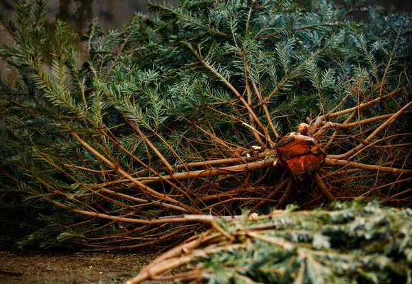 Kesilmiş Noel Ağacı Manzarasının Yakın Plan Görüntüsü Dalları Gövdesi Kutlamaya — Stok fotoğraf