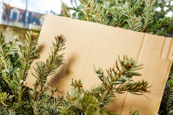 Noel Ağacının Yakın Çekimleri Kutlamadan Sonra Sokaktaki Çöp Kutusuna Atılmış — Stok fotoğraf