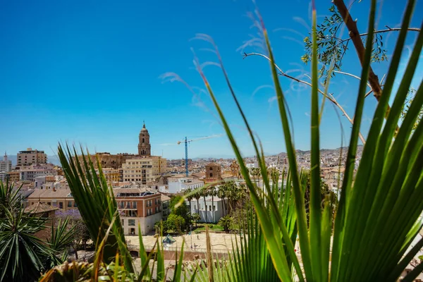 通过西班牙南部安达卢西亚阿尔卡萨巴城堡棕榈树看马拉加罗马天主教大教堂钟楼 — 图库照片