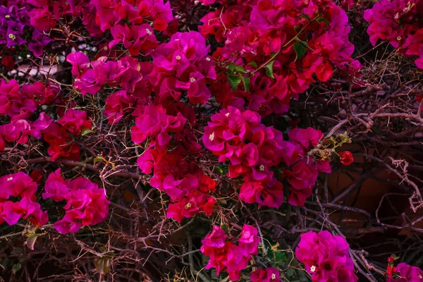 Radiant Beautiful Clusters Papery Bougainvillea Spectabilis Blooms Cascade Riot Pink — Stock Photo, Image