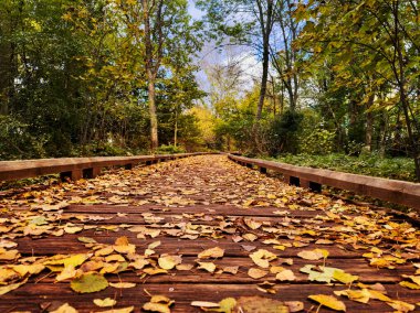Güneşli sonbahar gününde sonbahar yapraklarıyla kaplı ormandaki ahşap bir yolun alçak açılı görüntüsü.
