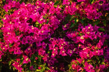 Güzel kağıt kümeleri Bougainvillea spektabilis 'in yakın plan arkaplanı gür yeşil yapraklarla birlikte pembe ve mor bir şamata içinde şelale açar.