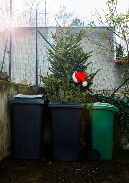 Santa Hat Christmas Tree Being Disposed Trash Bin Street Festive — Stock Photo, Image
