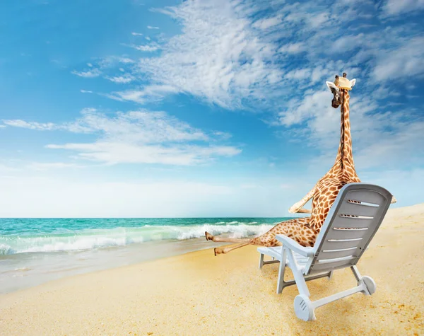 Giraffe Sitzt Liegestuhl Sandstrand Und Entspannt Sich Mit Hut Blick — Stockfoto