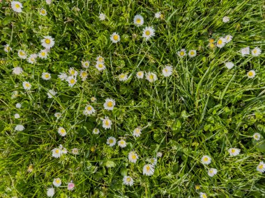Beyaz papatyalarla kaplanmış yemyeşil bir çayıra yakın plan.