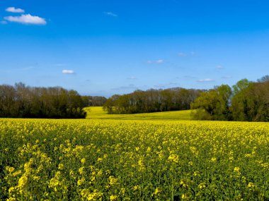 Canlı bir sarı çiçek açan kolza tohumu tarlası, ufukta açık bir gökyüzünün altında tüylü beyaz bulutlar, Fransız kırsal kesimi 