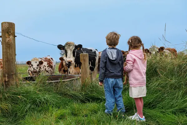 Sıradan giyinmiş küçük bir kız ve oğlan, Fransa 'nın Normandiya kırsalında çitli bir otlağın arkasında duran sığırlara bakıyor.