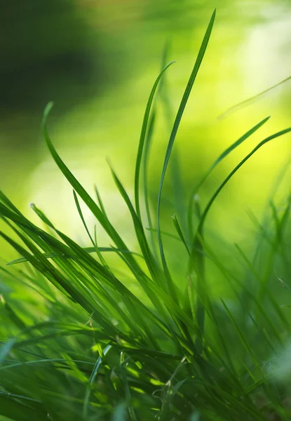 Яркий Солнечный Фон Травы Зеленая Абстрактная Трава Солнце Защита Окружающей — стоковое фото