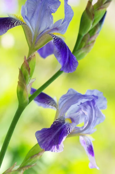 Блакитна Квітка Райдужки Барвистому Розмитому Тлі Фотографія Пастельних Тонах Квітка — стокове фото