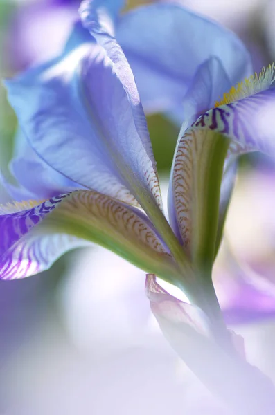 Bunga Iris Biru Dengan Latar Belakang Kabur Berwarna Warni Foto — Stok Foto