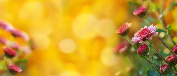 色彩艳丽的秋天背景 菊花盛开 黄色调的植物背景 网站标题 — 图库照片