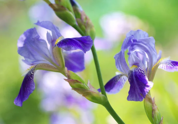 Блакитна Квітка Райдужки Барвистому Розмитому Тлі Фотографія Пастельних Тонах Квітка — стокове фото