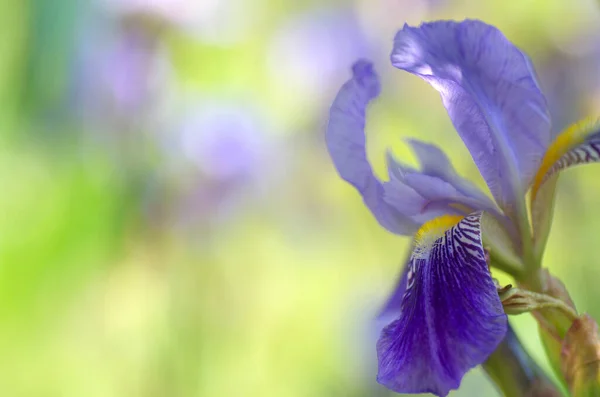 Flor Iris Azul Sobre Colorido Fondo Borroso Foto Colores Pastel —  Fotos de Stock