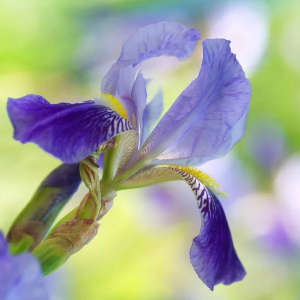 蓝色的虹膜花在色彩斑斓的模糊背景上 用彩色照片 这花看起来像一幅水彩画 — 图库照片
