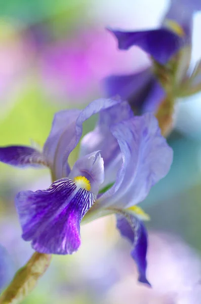 Blue Iris Flower Colorful Blurred Background Photo Pastel Colors Flower — Stock Photo, Image