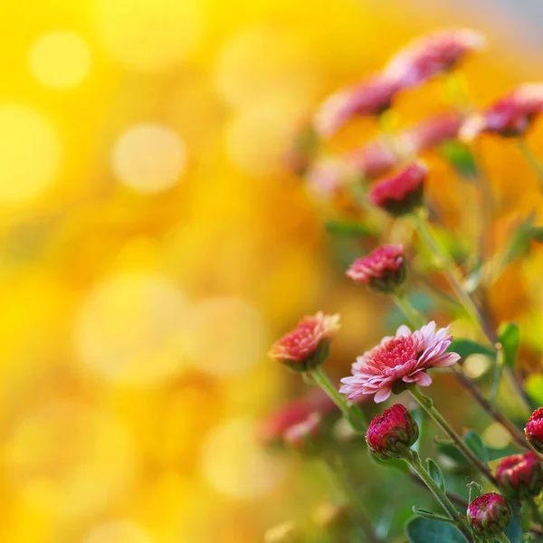 色彩艳丽的秋天背景 菊花盛开 黄色调的植物背景 — 图库照片