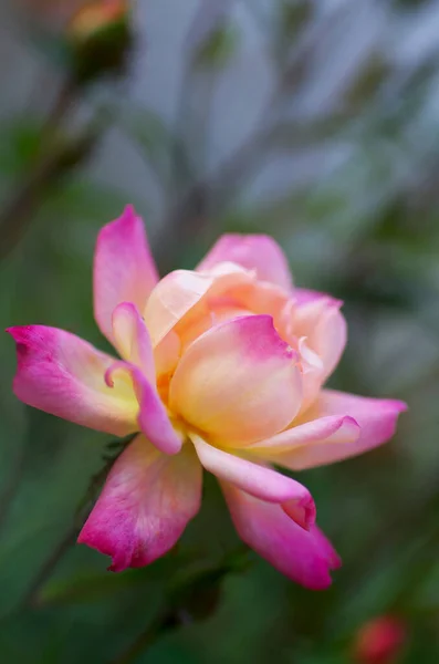 Rosa Gelbe Rosenblüte Nahaufnahme Auf Einem Hintergrund Aus Verschwommenen Grünen — Stockfoto