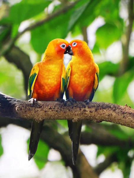 The love birds kissing on a tree branch