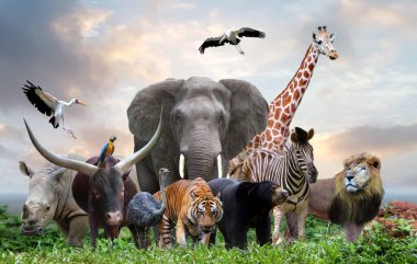 group of wildlife animals in the jungle together clipart