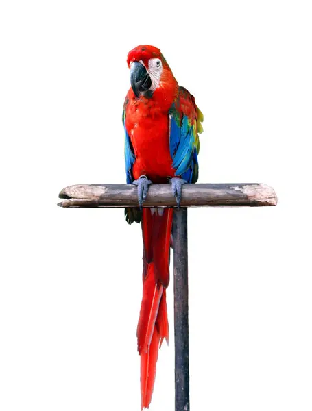 Červený Papoušek Stojící Dřevěný Sloup Stock Snímky