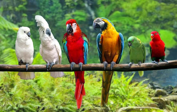 Gruppe Von Vögeln Auf Ästen lizenzfreie Stockfotos