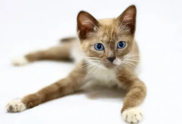 Коричневий Кошеня Блакитними Очима Відпочиває Ліцензійні Стокові Зображення