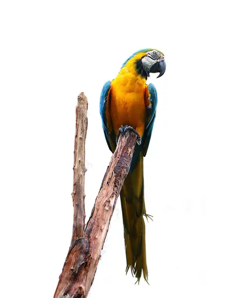 Mavi Altın Amerika Papağanı Bilinen Mavi Sarı Amerika Papağanı Ara Stok Resim