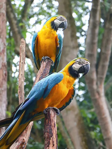 蓝色和黄色金刚鹦鹉 Ara Ararauna 也被称为蓝色和金色金刚鹦鹉 图库图片