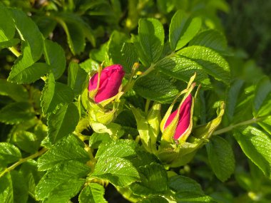 Güneşli bir günde çiçek açan gül ağacı çalılarının iki tomurcuğu.