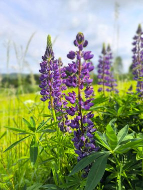 yaz çayırında mor lupinler