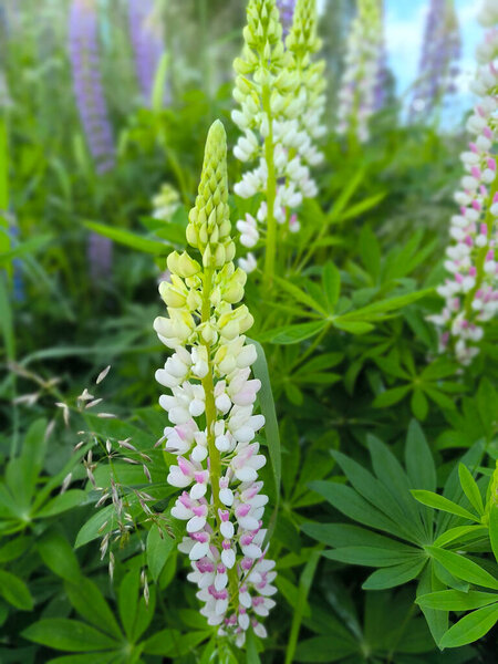 white and lilac lupins in the summer meadow
