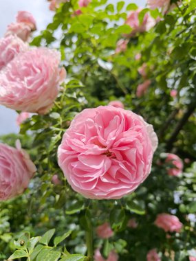 Yaz mevsiminde Marianske Lazne, Çek Cumhuriyeti, Çek Cumhuriyeti 'nde gül çiçeği olan gül çalısı