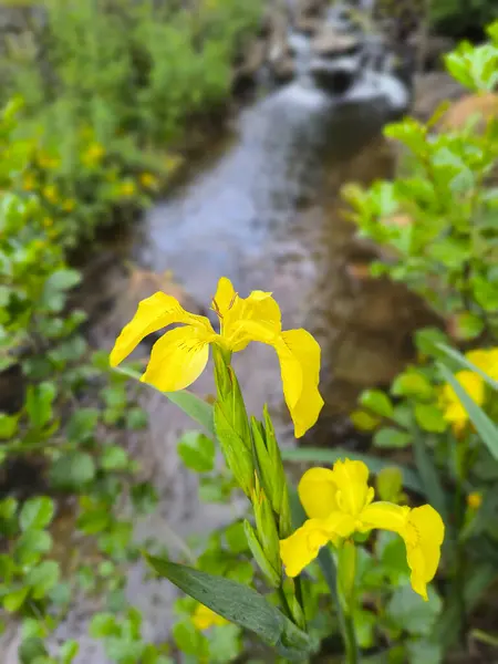 stock image yellow irises against the background of a stream in a city park in Marianske Lazne, Czech Republic