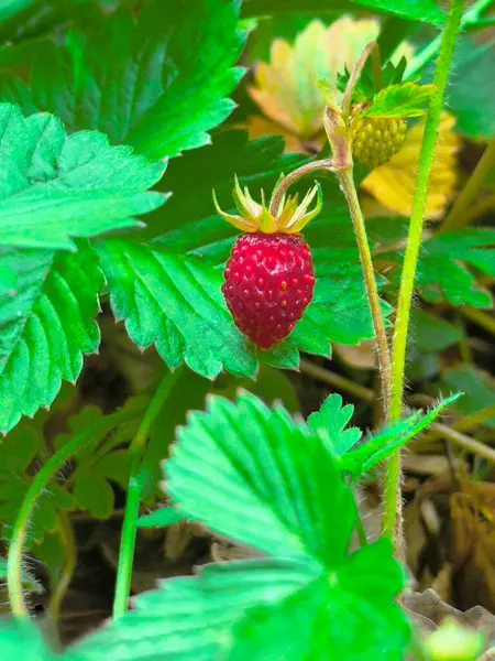 stock image ripe strawberry in the forest against a green background
