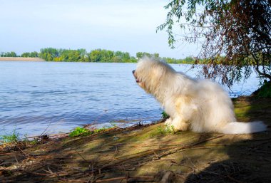 Sahipleriyle birlikte Coton de Tulear yavru köpeğinin fotoğrafı.