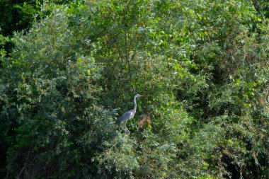 Sırbistan 'ın Studva kentindeki doğal habitatlarındaki kuşlar - görüntüler