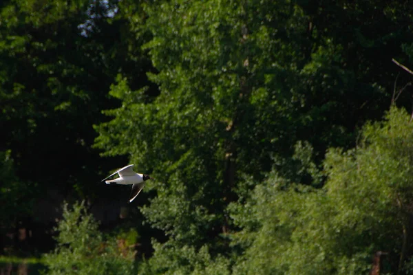 stock image Birds in their natural habitat on the river Studva, Serbia - images