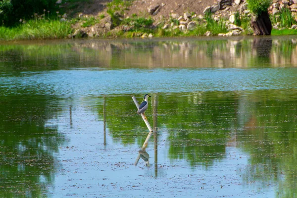Птахи Природному Середовищі Річці Штудва Сербія — стокове фото