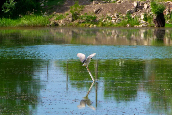 Aves Seu Habitat Natural Rio Studva Sérvia Imagens — Fotografia de Stock