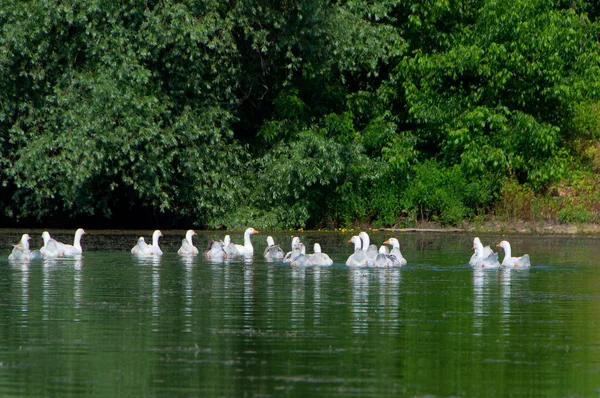 Птахи Природному Середовищі Річці Штудва Сербія — стокове фото