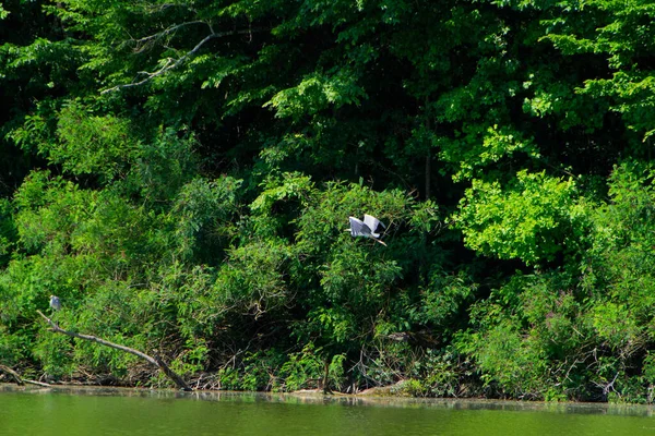 Aves Seu Habitat Natural Rio Studva Sérvia Imagens — Fotografia de Stock