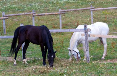 Siyah beyaz bir atın mercanda zarif bir şekilde yan yana durduğu büyüleyici güzellik karşıtlığına tanık olun. Monokromatik ahenk muhteşem varlıklarını vurgular, büyüleyici bir at zarafeti sahnesi yaratır..