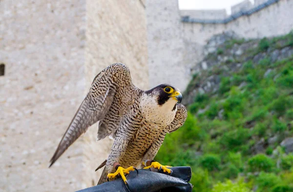 Karşınızda Görkemli Peregrine Falcon Sahibinin Eldivenine Nazikçe Tünemiş Hayranlık Uyandırıcı — Stok fotoğraf