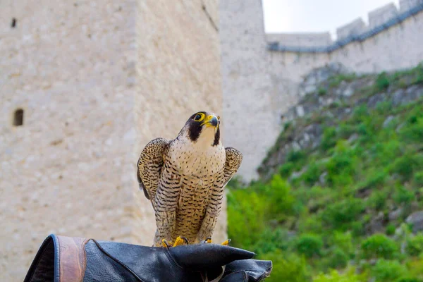 Karşınızda Görkemli Peregrine Falcon Sahibinin Eldivenine Nazikçe Tünemiş Hayranlık Uyandırıcı — Stok fotoğraf